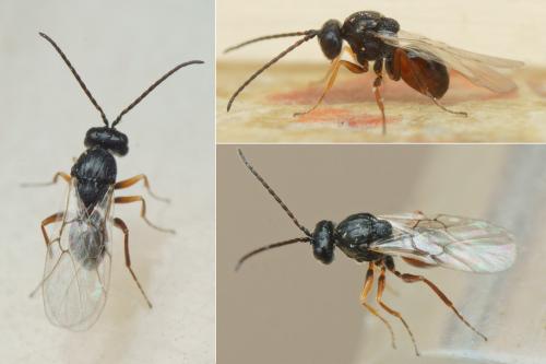 Réf. 194 918 : Aulacidea hieracii